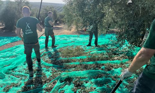 Conoce el aceite de oliva virgen extra de primera cosecha de Aceites Casablanca