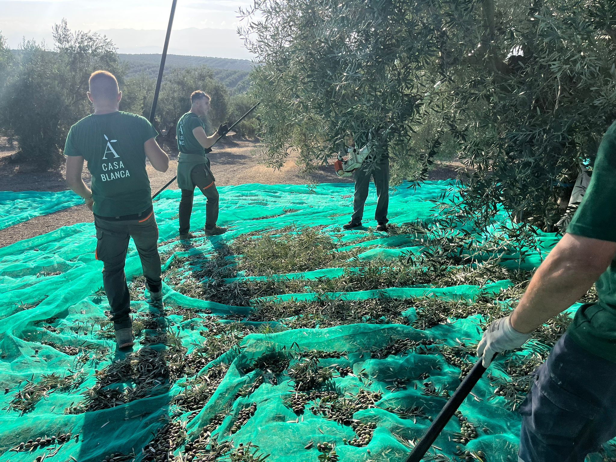 Conoce el aceite de oliva virgen extra de primera cosecha de Aceites Casablanca