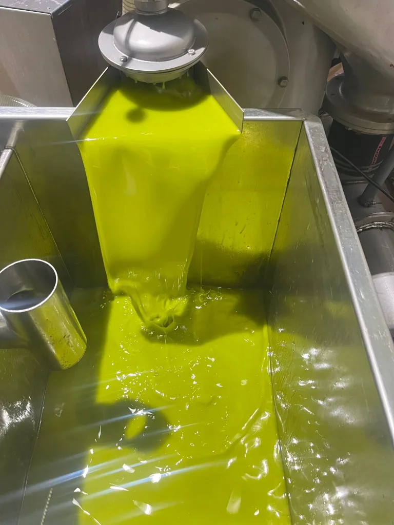 Conoce el aceite de oliva virgen extra de primera cosecha de Aceites Casablanca 1