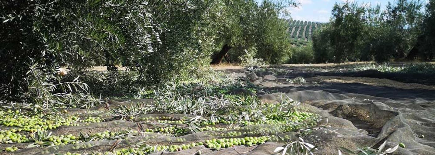 La Fiesta del Primer Aceite de Jaén 2020 2 mantona aceituna olivas