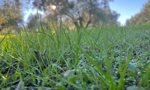 ¿Qué significa AOVE? 6 agricultura biodinamica