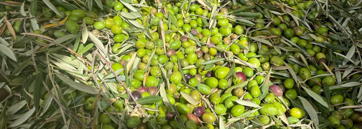 Aceites Casablanca arranca la campaña de aceituna 2 aceitunas recolectadas